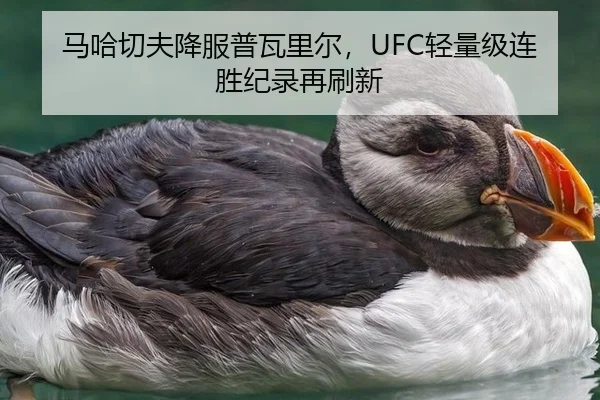 马哈切夫降服普瓦里尔，UFC轻量级连胜纪录再刷新